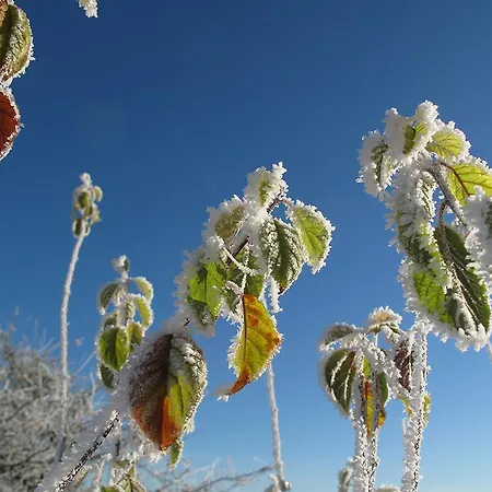 Zum Pinken Schaf Ahrdorf