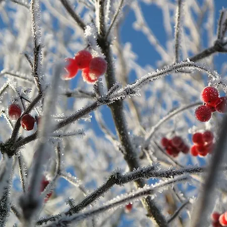 Zum Pinken Schaf * Ahrdorf
