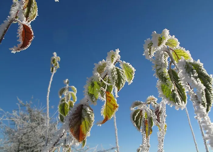 Zum Pinken Schaf Ahrdorf